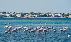 Djerba atrakcje: Od suków po flamingi odkryj magię wyspy