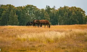 Wymarzona działka na Pojezierzu Łęczyńsko-Włodawskim? Sprawdź ceny!