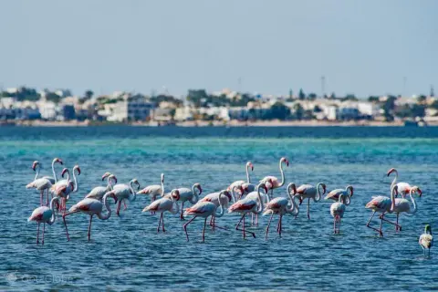 Djerba atrakcje: Od suków po flamingi odkryj magię wyspy