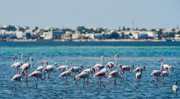 Djerba atrakcje: Od suków po flamingi odkryj magię wyspy
