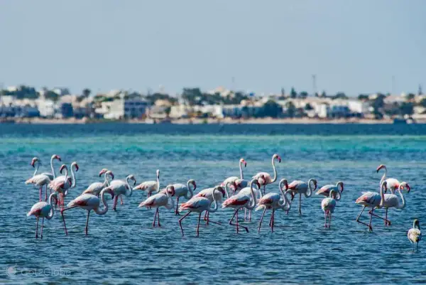 Djerba atrakcje: Od suków po flamingi odkryj magię wyspy